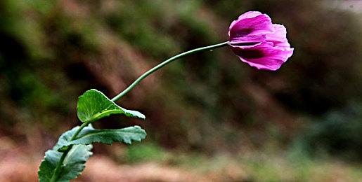 传闻：《女神异闻录5》衍生游戏“P5T”即将公布